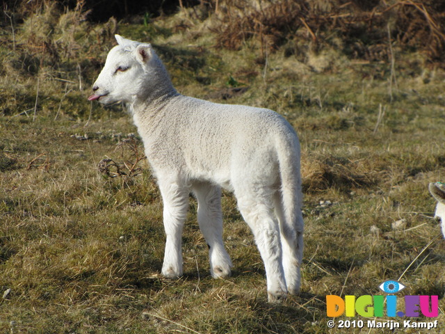 SX12867 Tiny white lamb sticking out tounge